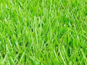 Geosynthetics - Hydroseeds